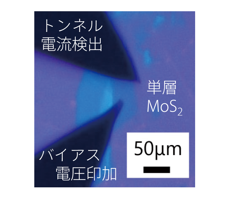 SiO<sub>2</sub>基板上の単層MoS<sub>2</sub>img1